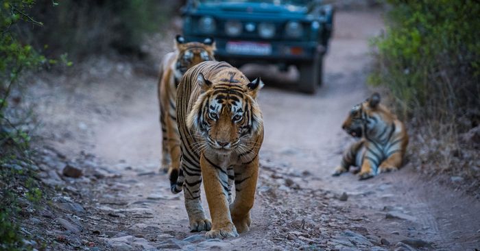 8 Best Wildlife Safari Experiences In India